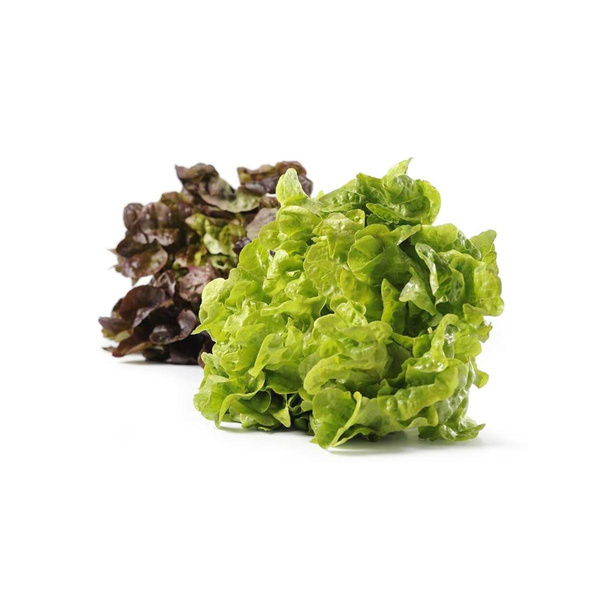 Produktfoto zu Eichblatt Salat