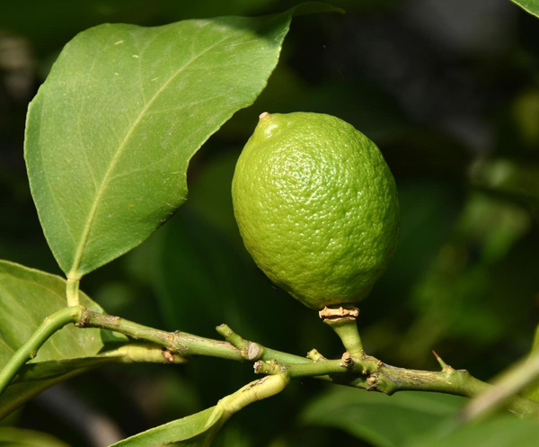 Produktfoto zu Grünliche Zitronen