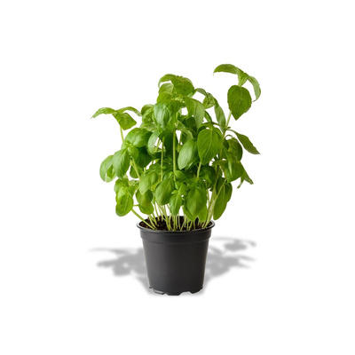 Produktfoto zu Basilikum im Topf