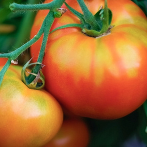 KI generiert: Das Bild zeigt eine stilisierte Illustration einer gelben Karotte mit grünem Blattwerk auf einem hellgrünen Hintergrund. Der Hauptinhalt ist die minimalistische Darstellung der Karotte.