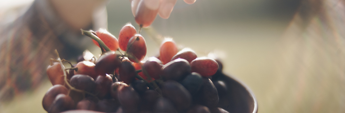 Warenkunde Obst und Gemüse in der Ökokiste
