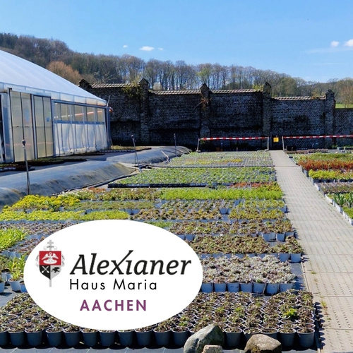 KI generiert: Das Bild zeigt eine Gärtnerei mit einem Gewächshaus und Pflanzen. Text: "Alexianer Haus Maria AACHEN".