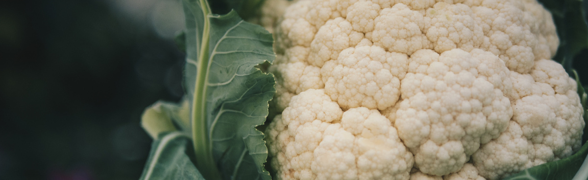 Warenkunde Obst und Gemüse in der Ökokiste