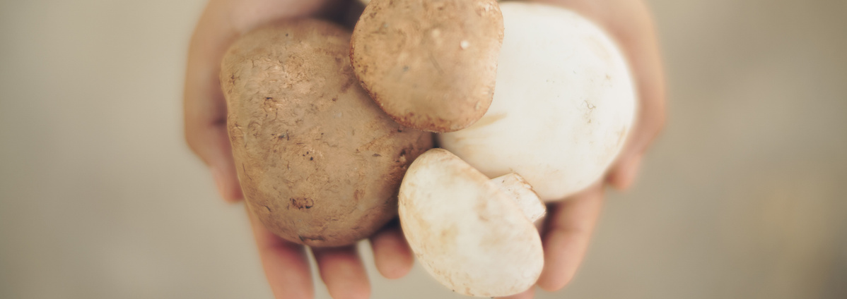 Warenkunde Obst und Gemüse in der Ökokiste
