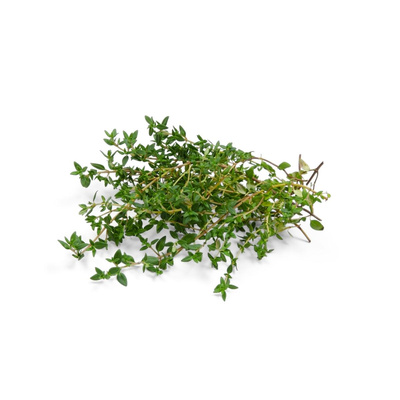 Produktfoto zu Thymian im Bund
