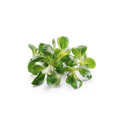Produktfoto zu Feldsalat aus dem Freiland