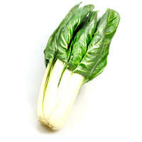 Mangold