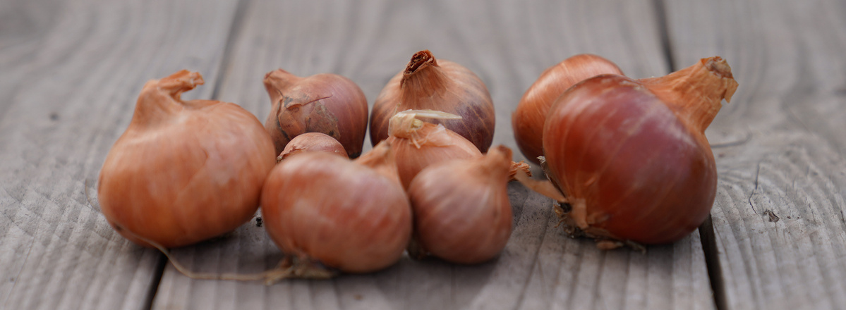 Warenkunde Obst und Gemüse in der Ökokiste