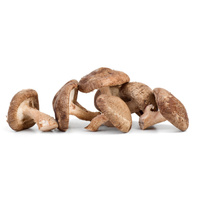 Shiitake Pilze