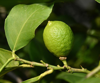 Produktfoto zu Grünliche Zitronen