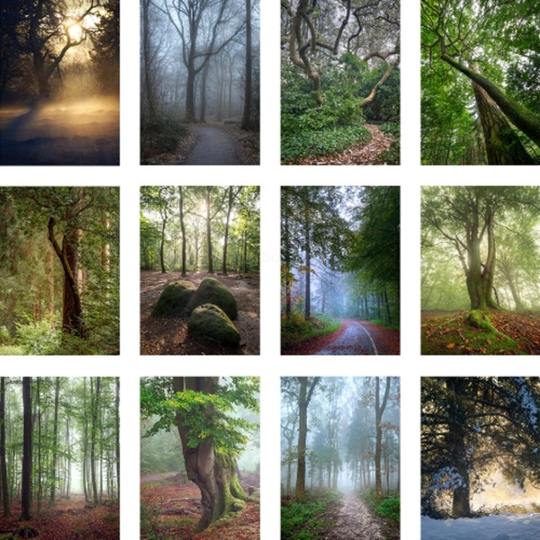 Produktfoto zu Aachener Waldkalender 2026