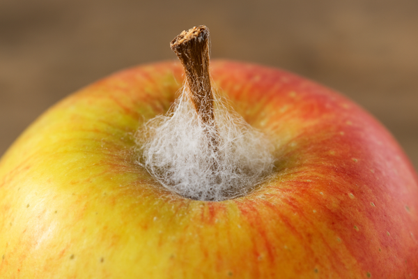 KI generiert: Das Bild zeigt eine stilisierte Illustration einer gelben Karotte mit grünem Blattwerk auf einem hellgrünen Hintergrund. Der Hauptinhalt ist die minimalistische Darstellung der Karotte.