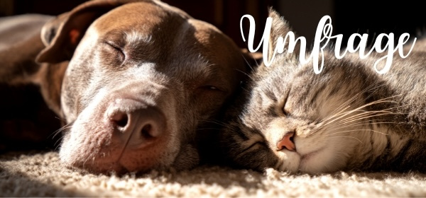 KI generiert: Ein Hund und eine Katze schlafen zusammen. Text: "Umfrage".