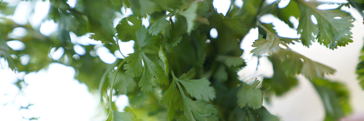 Warenkunde Obst und Gemüse in der Ökokiste