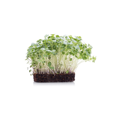 Produktfoto zu Kresse