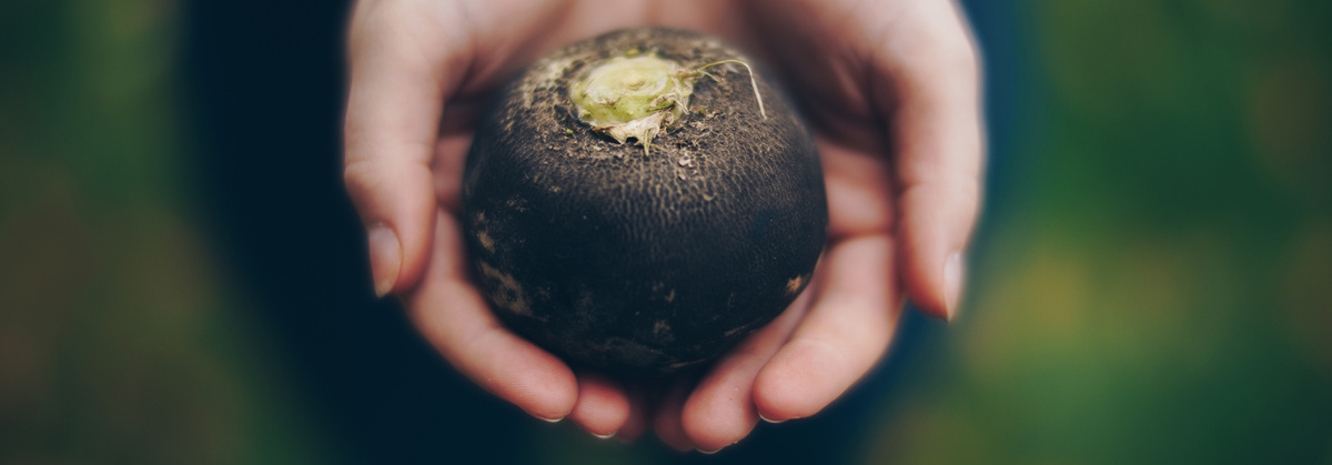 Warenkunde Obst und Gemüse in der Ökokiste