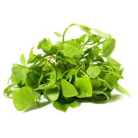 Posteleinsalat