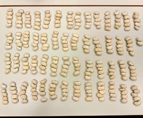 KI generiert: Weiße Bohnen sind in mehreren Reihen und Spalten auf einer Oberfläche angeordnet.