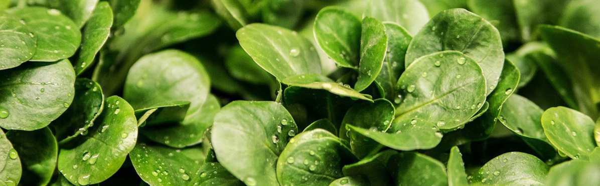 KI generiert: Das Bild zeigt eine Nahaufnahme von frischen grünen Blättern, die wahrscheinlich Spinat oder eine ähnliche Gemüsepflanze darstellen. Auf den Blättern sind kleine Wassertropfen sichtbar.