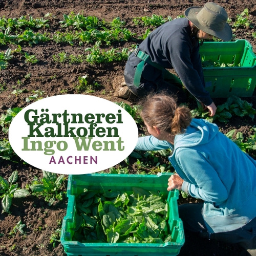 KI generiert: Menschen ernten Gemüse auf einem Feld. Text: "Gärtnerei Kalkofen Ingo Went Aachen".
