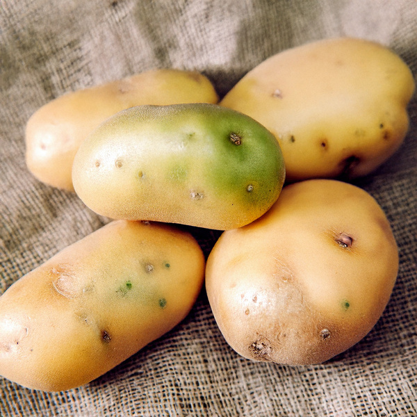 KI generiert: Das Bild zeigt fünf Kartoffeln, von denen einige grüne Stellen aufweisen, auf einem Stoffuntergrund. Die Hauptinhalte sind die Kartoffeln und deren unterschiedliche Farben.