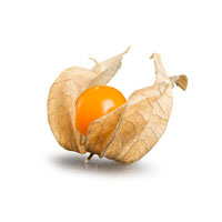 Physalis mit Blatt